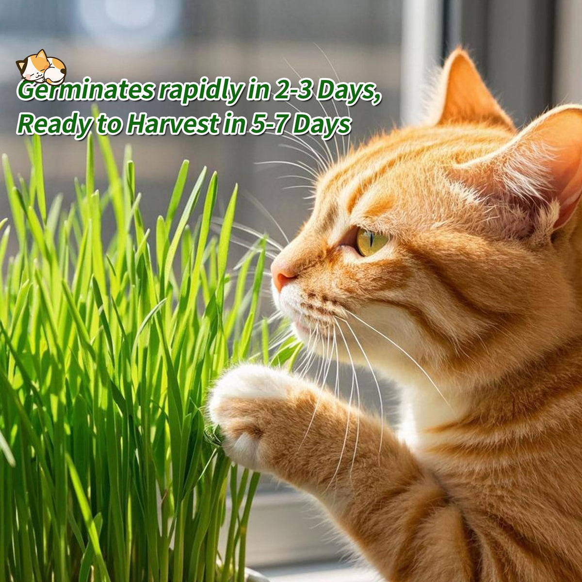 Cat Grass Kit with Organic Seeds Mix and Hydroponic Sprout Tray B912698